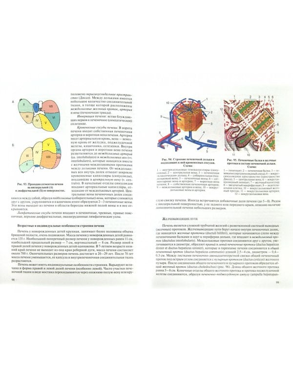 Анатомия человека. Учебник в 3-х томах. Том 2