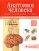 Анатомия человека. Учебник в 3-х томах. Том 3. Нервная система. Органы чувств