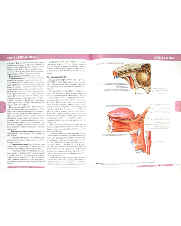 Анатомия человека. Учебник в 3-х томах. Том 3. Нервная система. Органы чувств