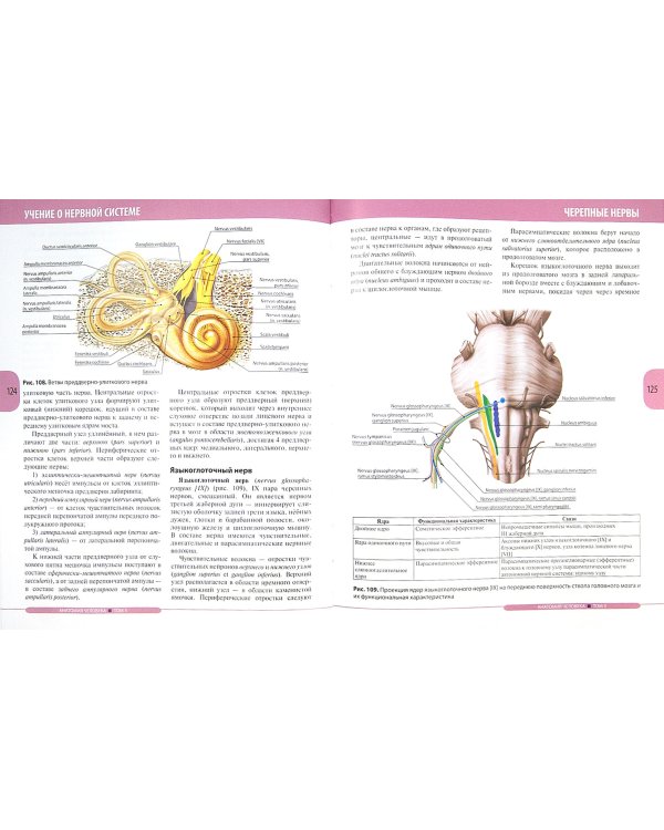 Анатомия человека. Учебник в 3-х томах. Том 3. Нервная система. Органы чувств