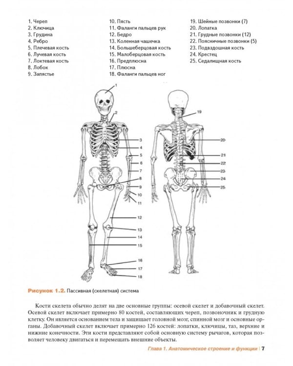 Мышечная механика