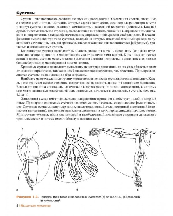 Мышечная механика