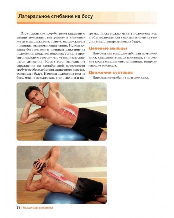 Мышечная механика