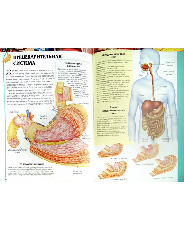 Анатомия человека. Детская иллюстрированная энциклопедия