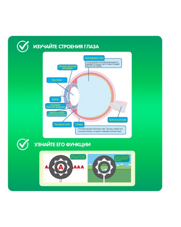 Японские опыты. Науки с Буки. Модель глаза