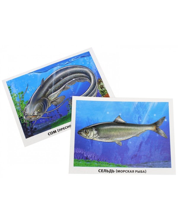 Рыбы морские и пресноводные