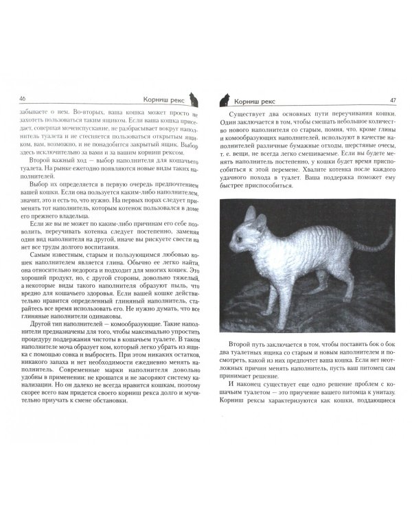 Корниш рекс. Кошка в овечьей шкуре