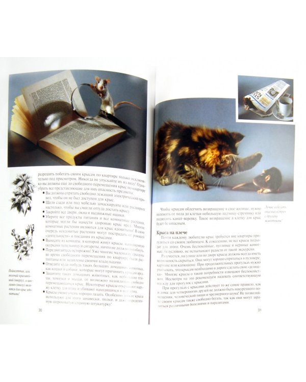 Крысы. Содержание и уход