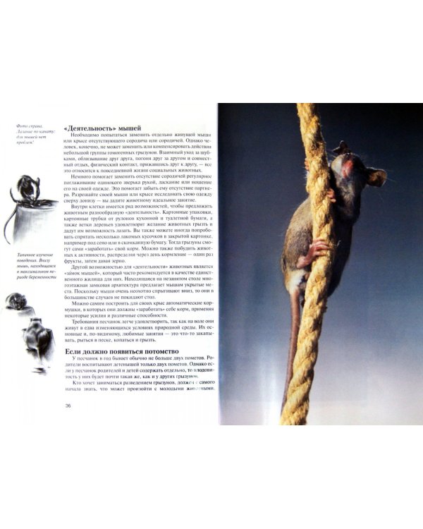 Мыши. Содержание и уход
