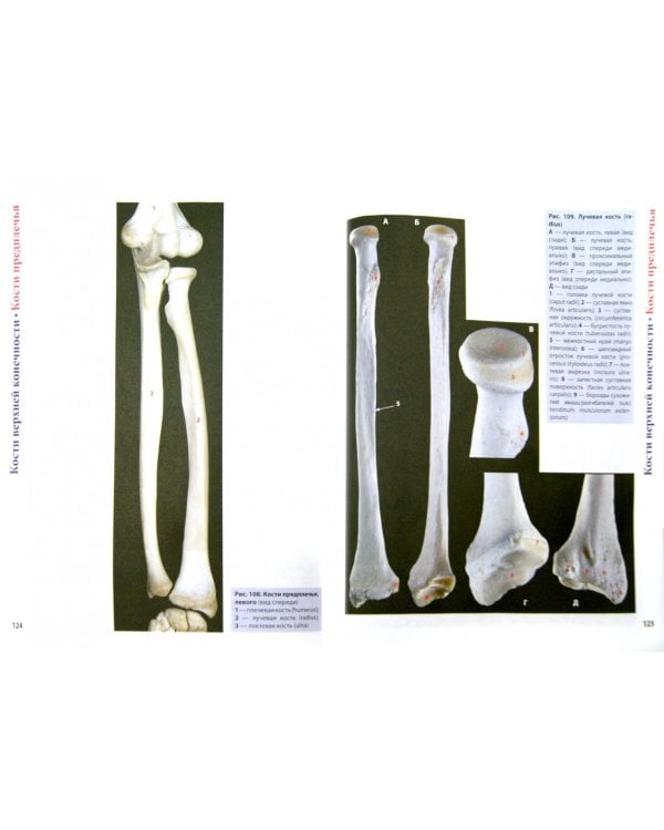 Фотографический атлас анатомии человека. Костная система