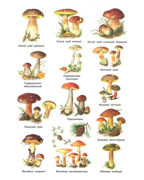 Грибы. Съедобные и несъедобные. Начальная школа. ФГОС