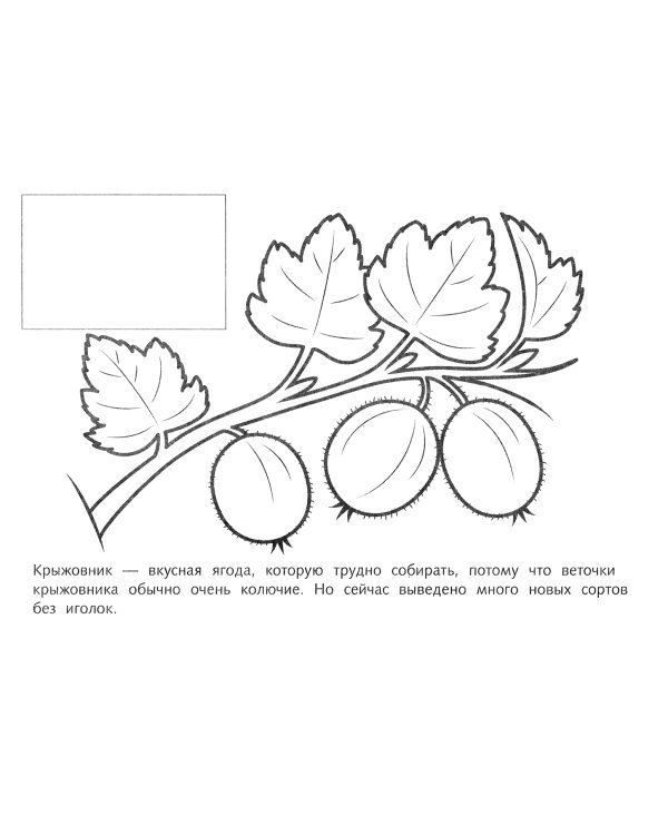 Мои первые уроки. Ягоды