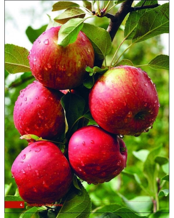 Яблони и груши. Секреты урожая от Октябрины Ганичкиной