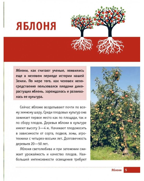 Яблони и груши. Секреты урожая от Октябрины Ганичкиной