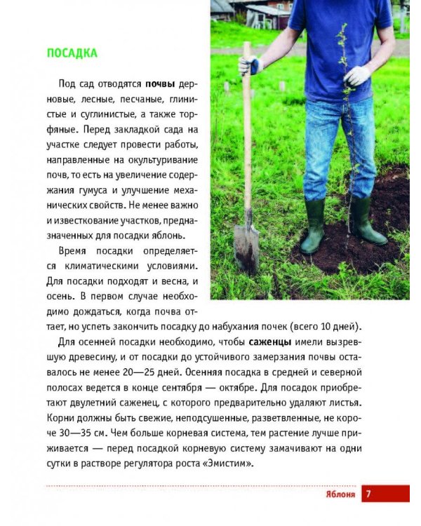 Яблони и груши. Секреты урожая от Октябрины Ганичкиной