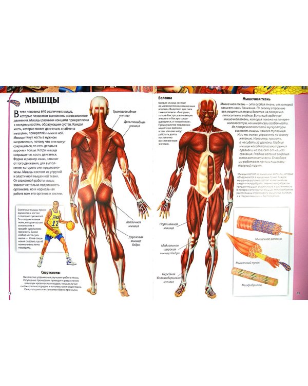 Детский атлас анатомии