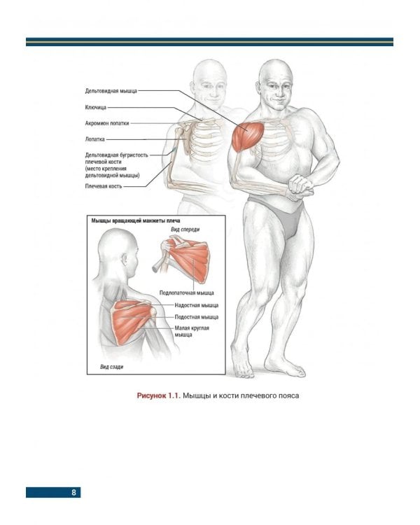 Анатомия бодибилдинга. Иллюстрированное пособие по скульптурной проработке мышц. Новая редакция