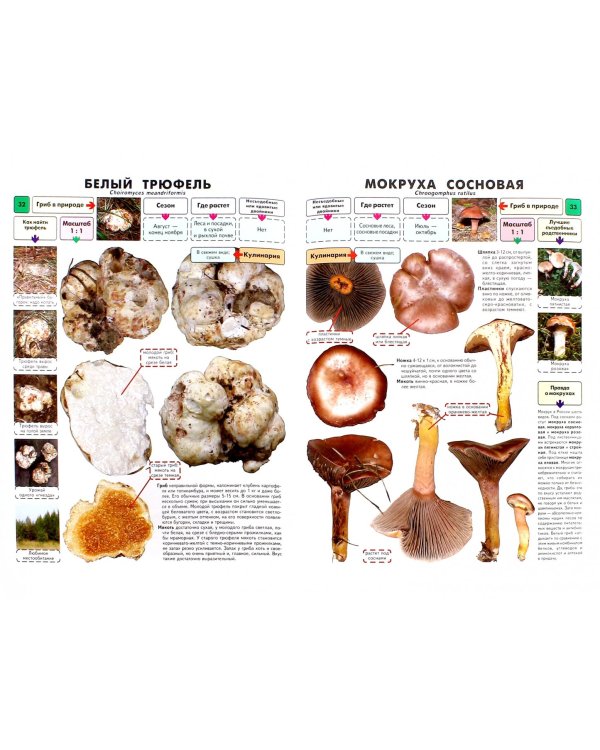 Самые распространенные съедобные грибы. Справочник-определитель начинающего грибника