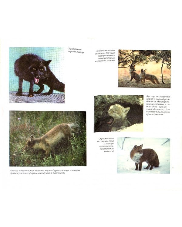 Разведение пушных зверей