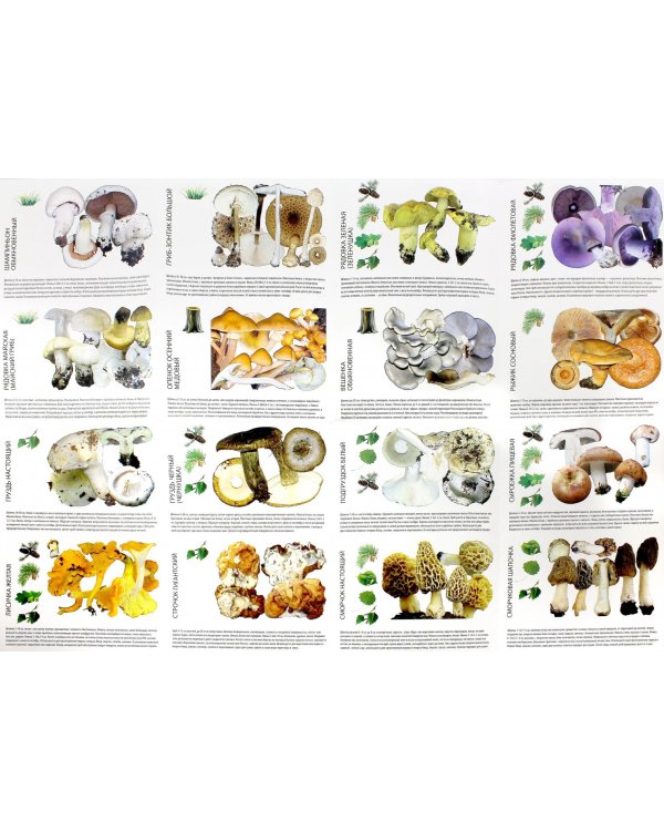 Самые распространенные и вкусные грибы России. Как правильно отличить, собрать и приготовить