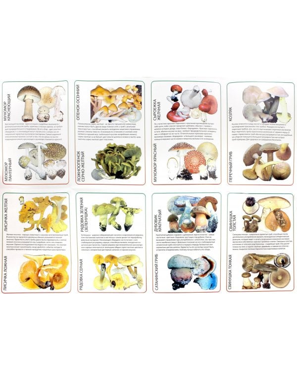 Самые собираемые съедобные грибы, имеющие ядовитых двойников. Сравнительные таблицы