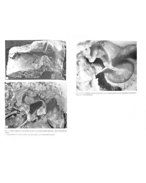 Орган слуха морских млекопитающих