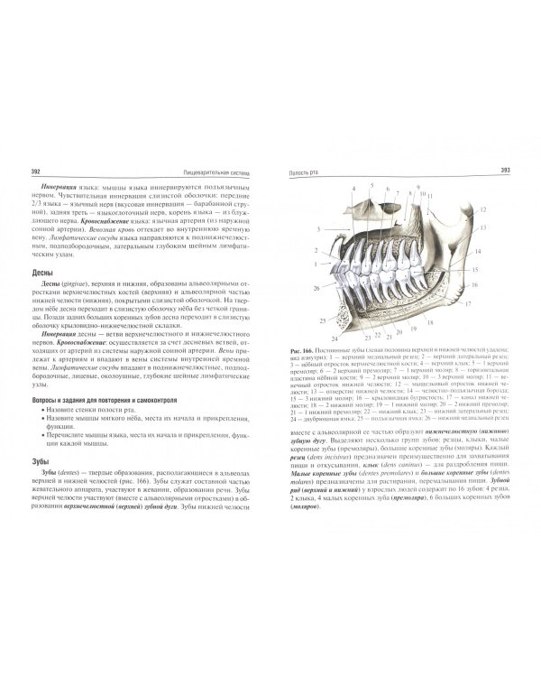 Анатомия человека. Учебник для медико-профилактических факультетов