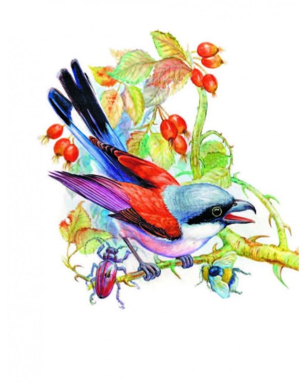 Сказки и рассказы про животных