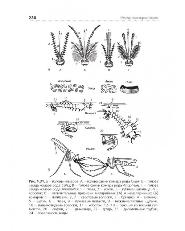 Медицинская паразитология. Учебник