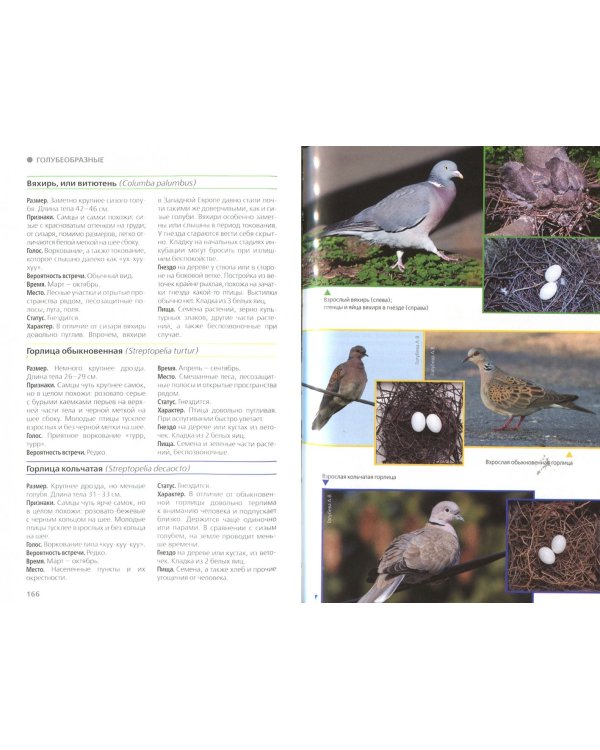 Птицы Москвы и Подмосковья. Полный определитель