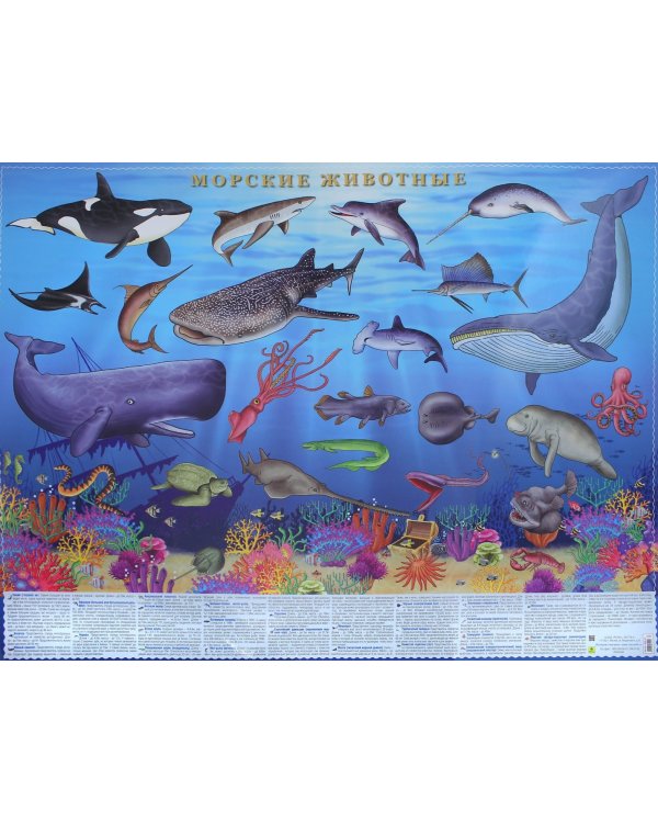 Морские животные. Настольное издание