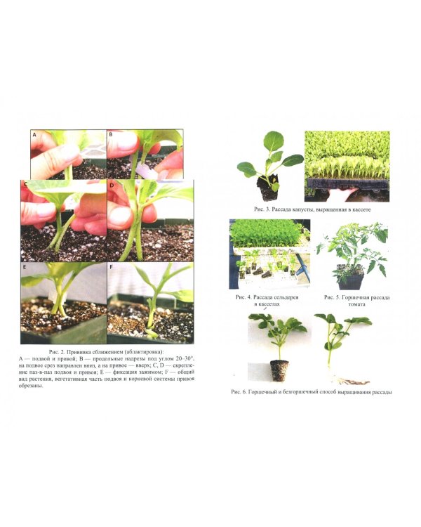 Практикум по овощеводству