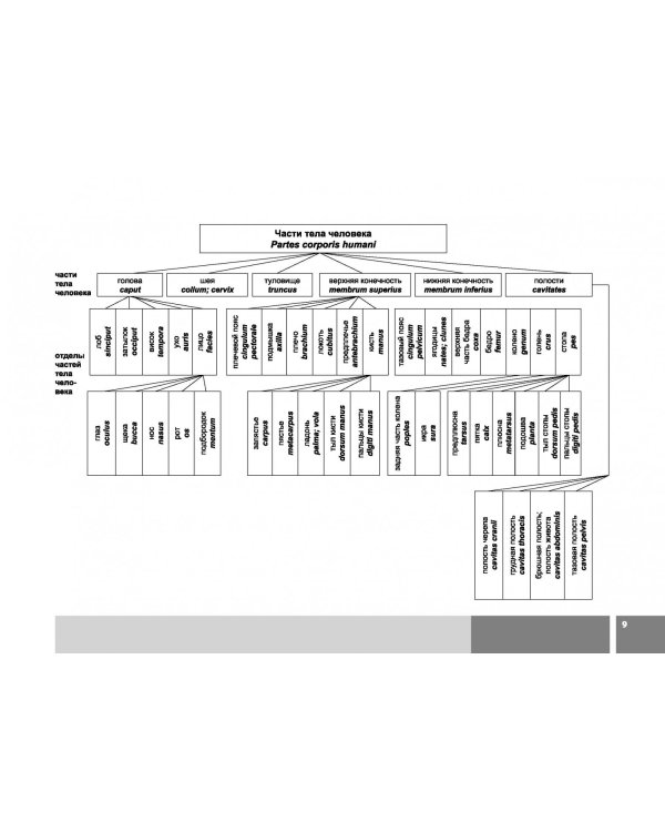 Анатомия человека в графологических структурах
