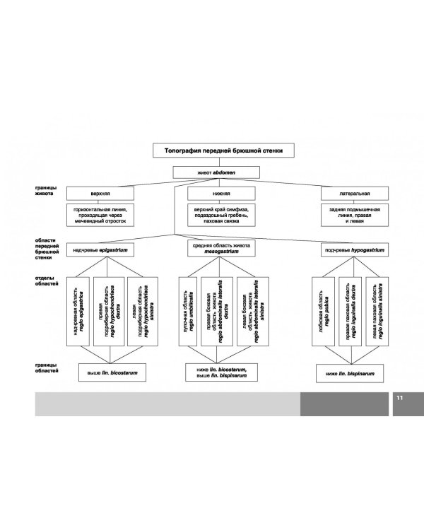 Анатомия человека в графологических структурах