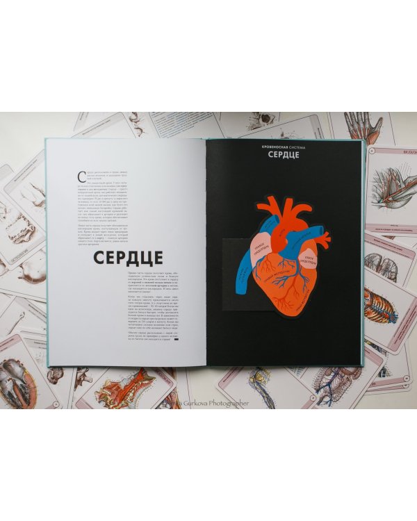 Анатомия. Интерактивный атлас с клапанами и резными иллюстрациями