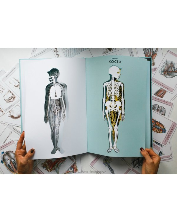 Анатомия. Интерактивный атлас с клапанами и резными иллюстрациями