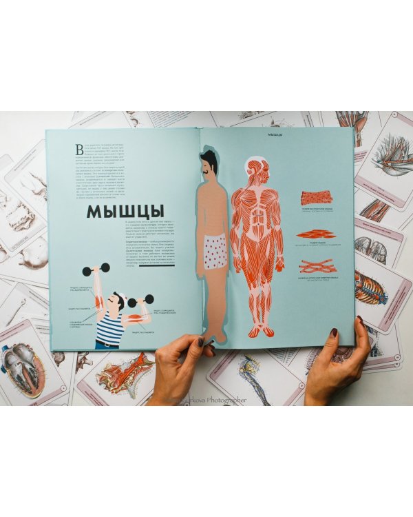 Анатомия. Интерактивный атлас с клапанами и резными иллюстрациями