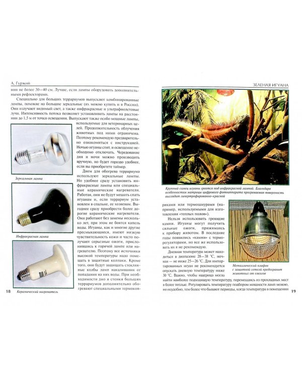 Зеленая игуана