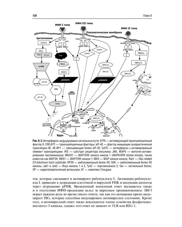 Иммунотерапия. Руководство для врачей
