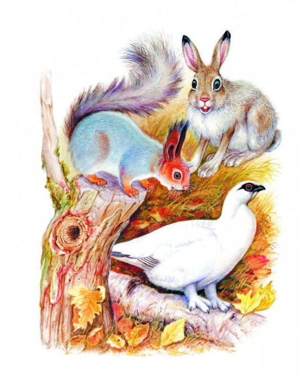 Сказки лесной опушки