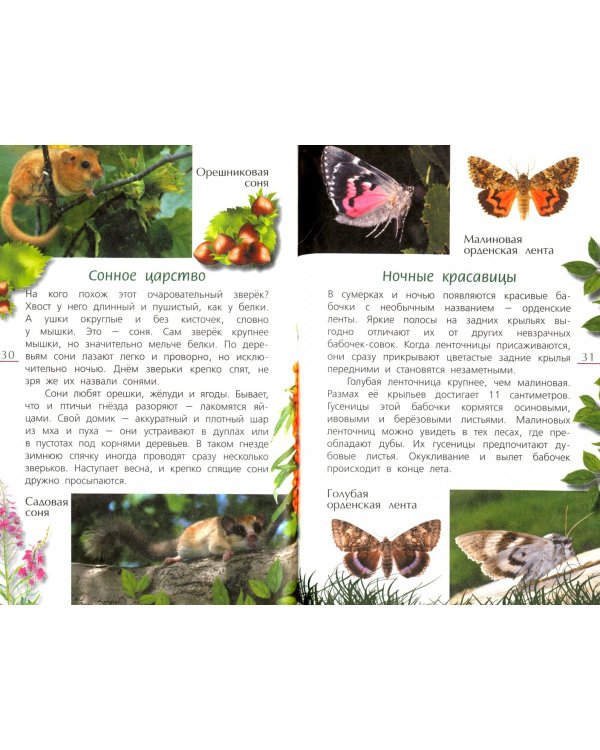 Лесные тайны