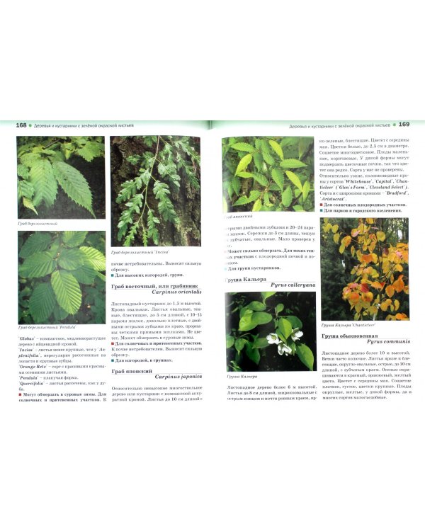 Атлас декоративных деревьев и кустарников