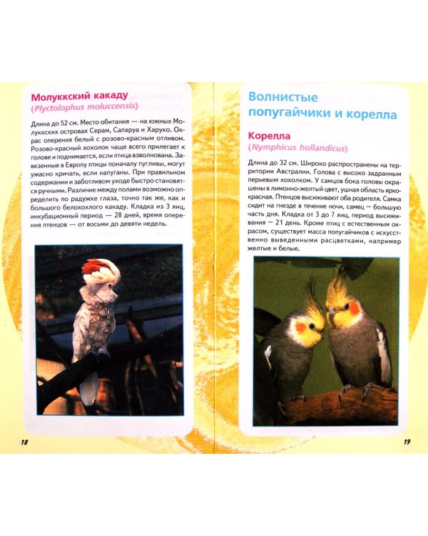 Самые популярные попугаи и попугайчики