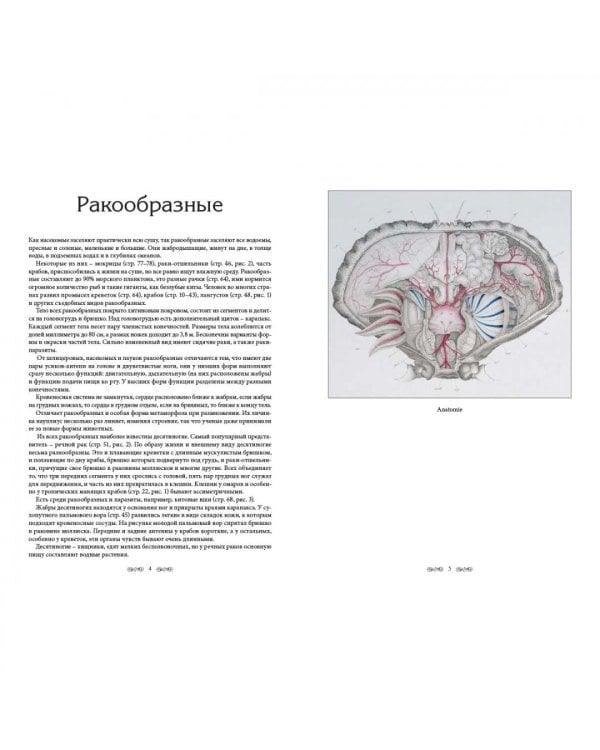 Царство животных.Членистые.Ракообразные (м/о)