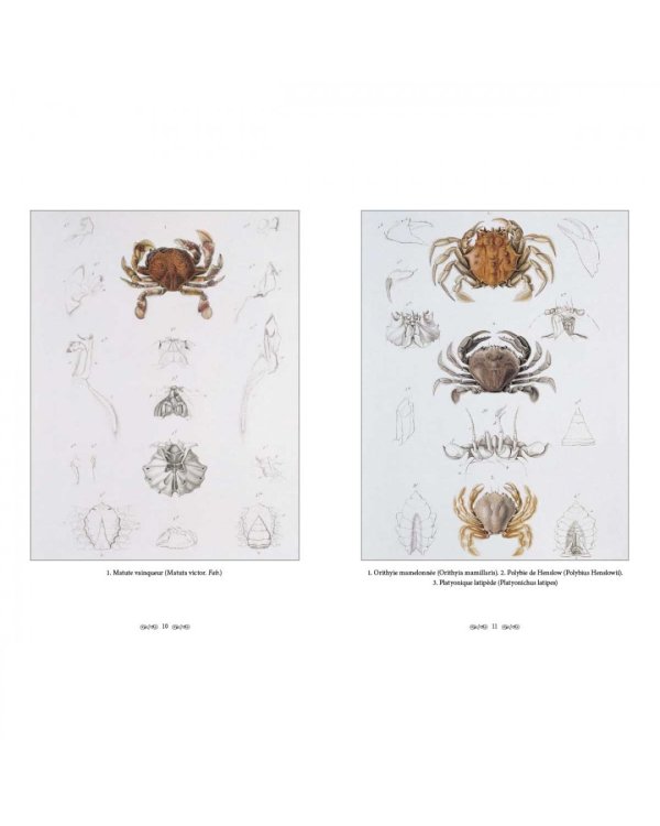 Царство животных.Членистые.Ракообразные (м/о)