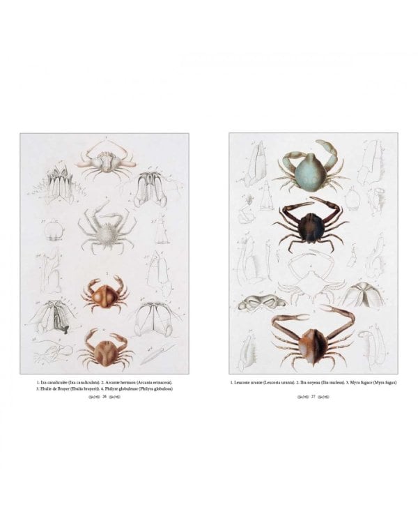 Царство животных.Членистые.Ракообразные (м/о)