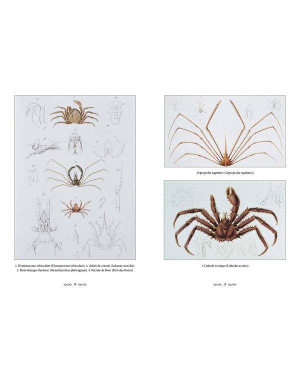 Царство животных.Членистые.Ракообразные (м/о)