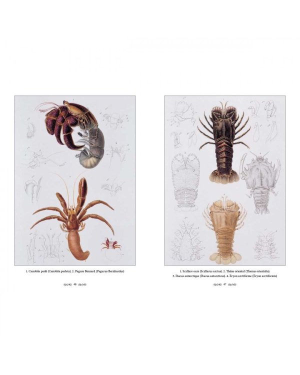 Царство животных.Членистые.Ракообразные (м/о)