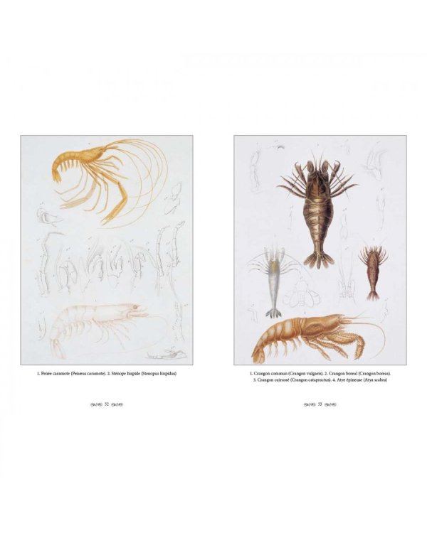 Царство животных.Членистые.Ракообразные (м/о)