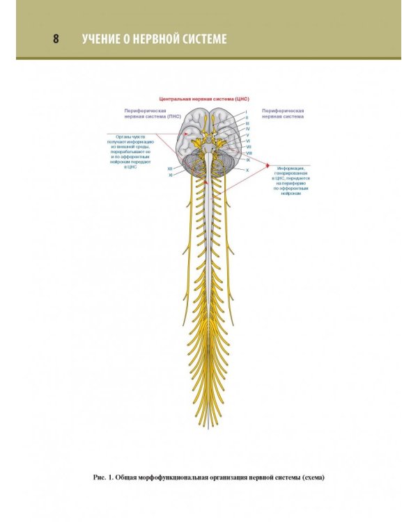 Анатомия человека. Атлас. В 3-х томах. Том 3. Неврология, эстезиология